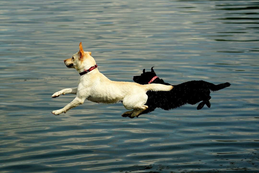 Doginal Dogs Soar Amidst NFT Market Contraction, Redefining Success